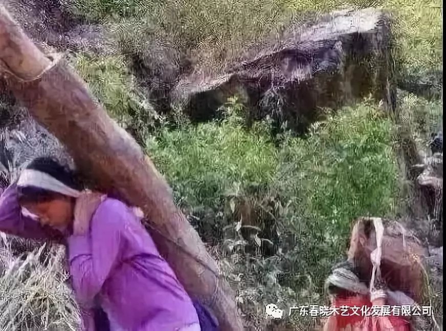 從非洲到中國，紅木的旅程可謂荊棘漫布(圖7)