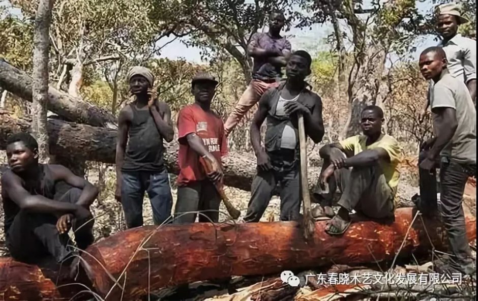 重磅消息！血檀被建議列入CITES公約附錄II(圖1)